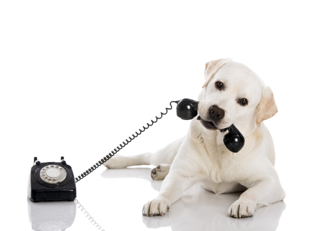 dog_and_handset.png