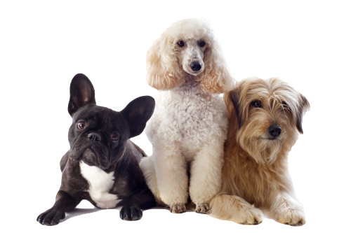 trio_poodle.png